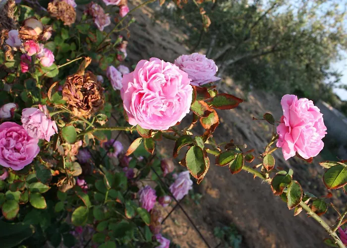Mina'S Studios In Naxos Island
